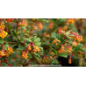 BERBERIS darwinii