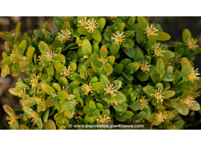 BUXUS sempervirens 'Suffruticosa' BUXUS sempervirens 'Suffruticosa'