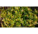 BUXUS sempervirens 'Suffruticosa' BUXUS sempervirens 'Suffruticosa'