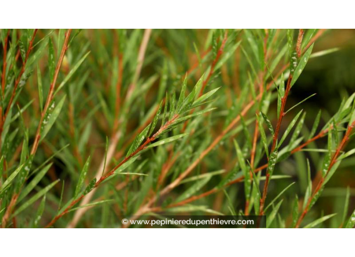 CALLISTEMON rigidus CALLISTEMON rigidus