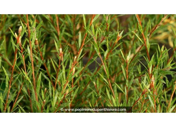 CALLISTEMON rigidus CALLISTEMON rigidus