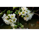 CHAENOMELES speciosa 'Nivalis' CHAENOMELES speciosa 'Nivalis'