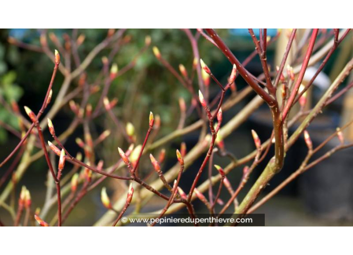 CORNUS controversa 'Variegata' CORNUS controversa 'Variegata'