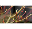 CORNUS controversa 'Variegata' CORNUS controversa 'Variegata'
