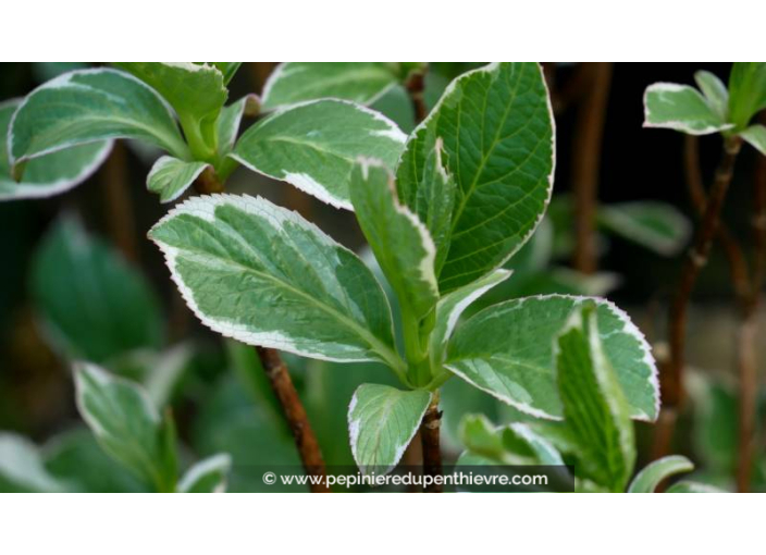 HYDRANGEA macrophylla 'Tricolor'