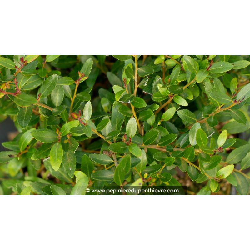 ILEX vomitoria 'Nana Hollybox'