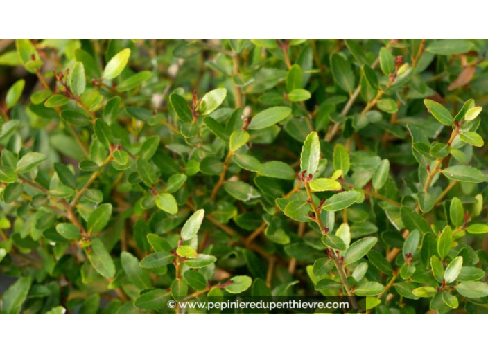 ILEX vomitoria 'Nana Hollybox'