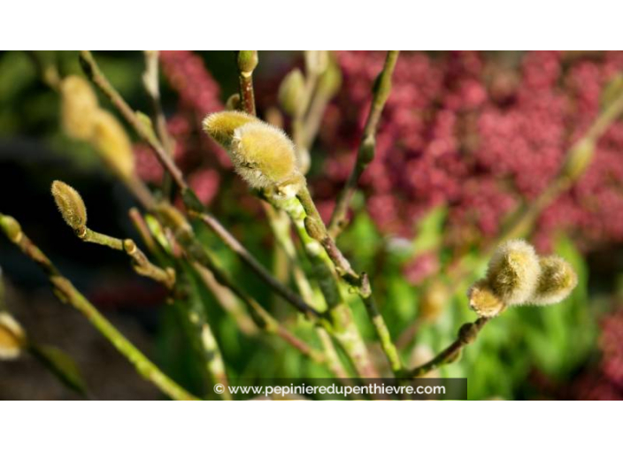 MAGNOLIA stellata - Printemps