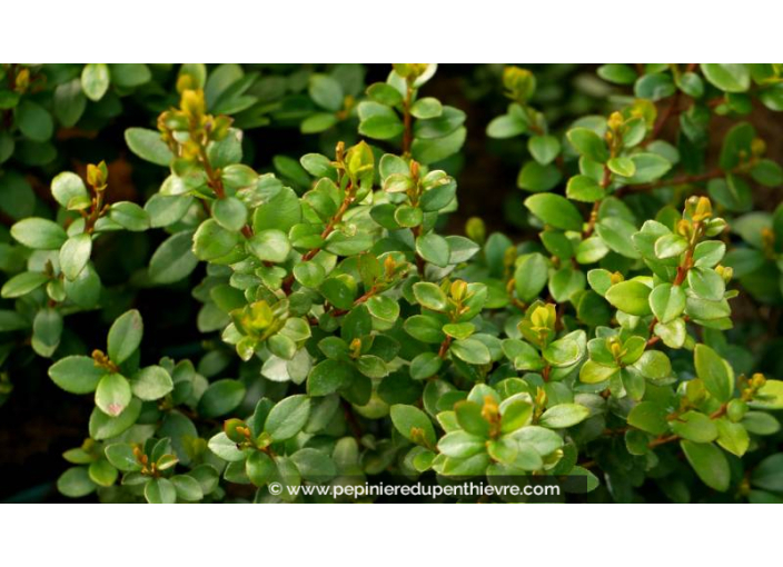 MYRSINE africana