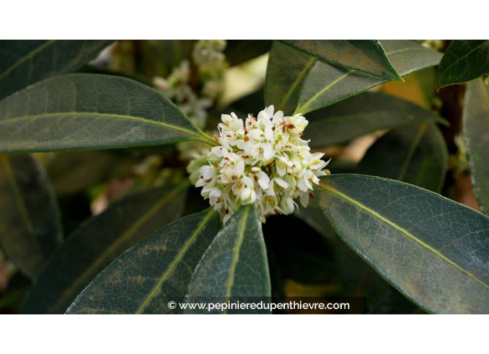 OSMANTHUS decorus