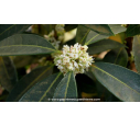 OSMANTHUS decorus