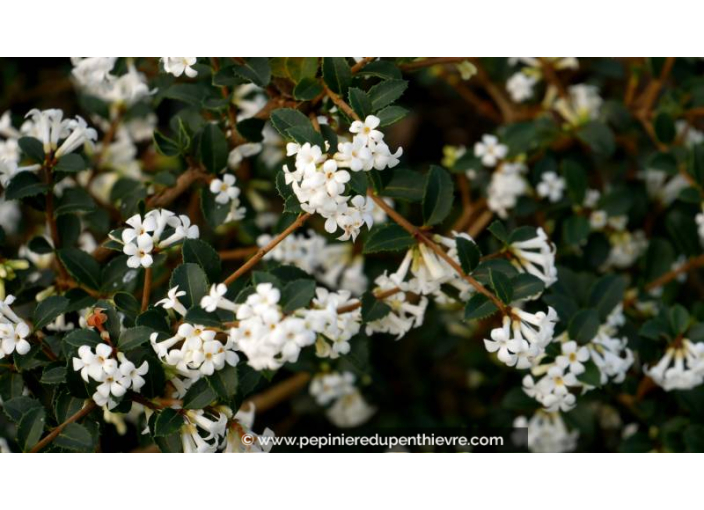 OSMANTHUS delavayi OSMANTHUS delavayi