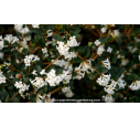 OSMANTHUS delavayi OSMANTHUS delavayi