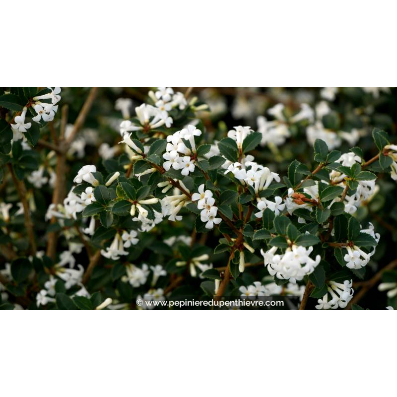 OSMANTHUS delavayi
