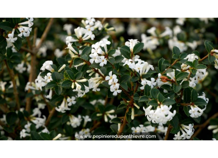 OSMANTHUS delavayi