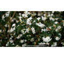 OSMANTHUS delavayi OSMANTHUS delavayi