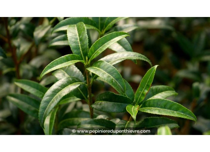 OSMANTHUS suavis