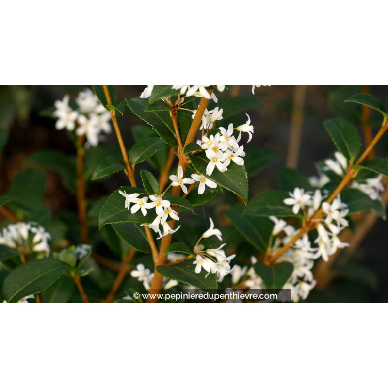 OSMANTHUS x burkwoodii