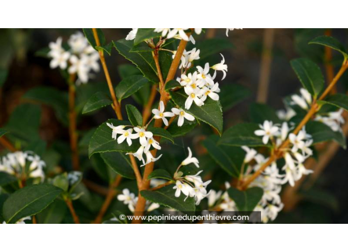 OSMANTHUS x burkwoodii