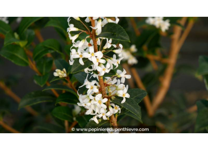 OSMANTHUS x burkwoodii OSMANTHUS x burkwoodii