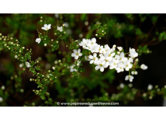 SPIRAEA thunbergii
