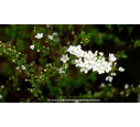SPIRAEA thunbergii
