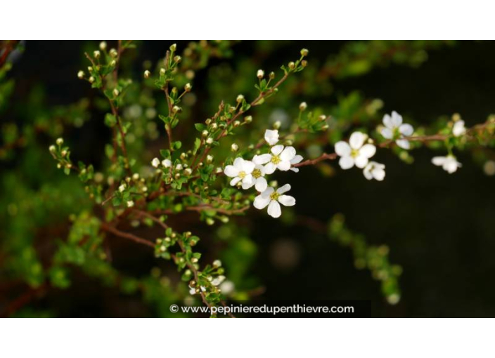 SPIRAEA thunbergii