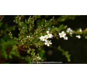 SPIRAEA thunbergii