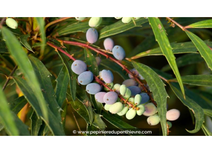 MAHONIA eurybracteata 'Sweet Winter'
