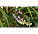 MAHONIA eurybracteata 'Sweet Winter'