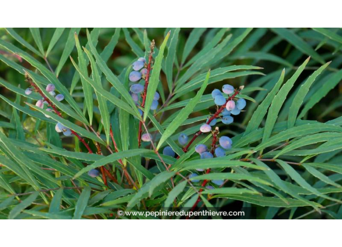 MAHONIA eurybracteata 'Soft Caress'