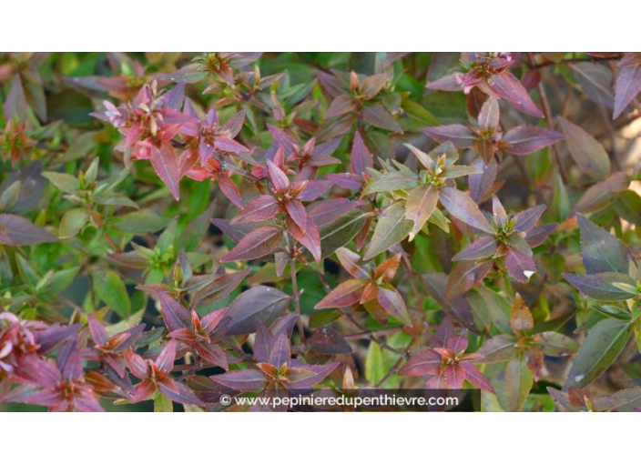 ABELIA grandiflora 'Sherwood'