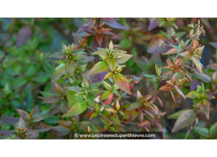 ABELIA grandiflora 'Sherwood'