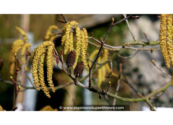 ALNUS incana