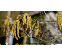 ALNUS incana