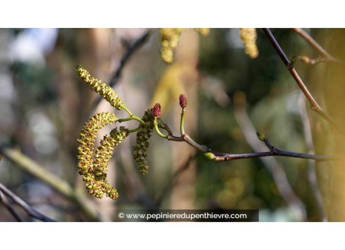 ALNUS incana