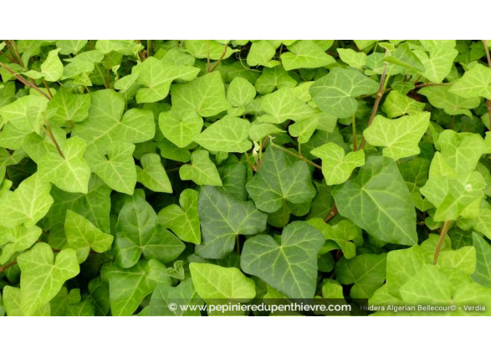 HEDERA algerian 'Bellecour'®
