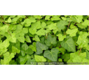HEDERA algerian 'Bellecour'®