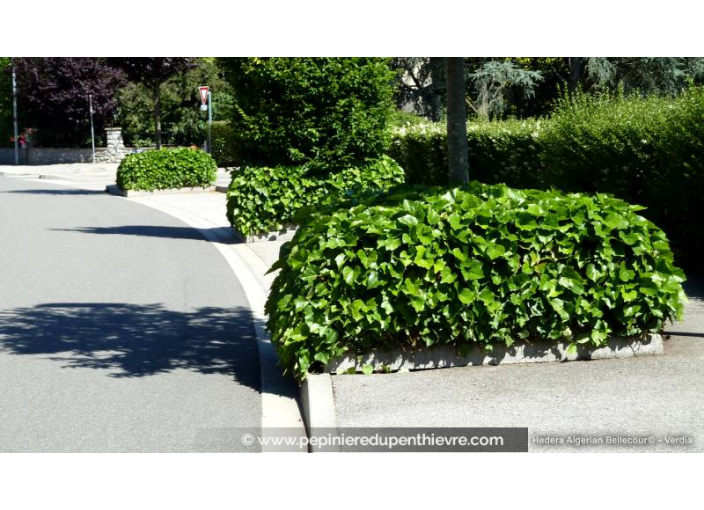 HEDERA algerian 'Bellecour'® - copyright Verdia