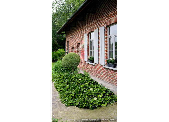 HEDERA algerian 'Bellecour'® - copyright Verdia