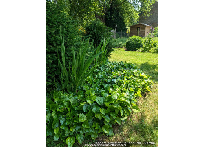 HEDERA algerian 'Bellecour'® - copyright Verdia