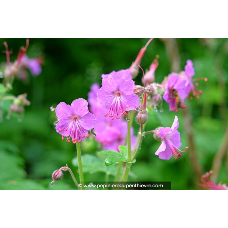 GERANIUM macrorrhizum 'Bevan's Variety'
