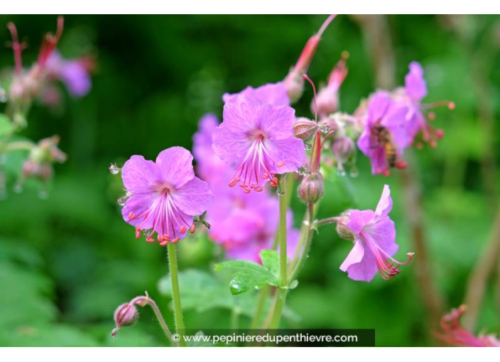 GERANIUM macrorrhizum 'Bevan's Variety'