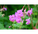 GERANIUM macrorrhizum 'Bevan's Variety'