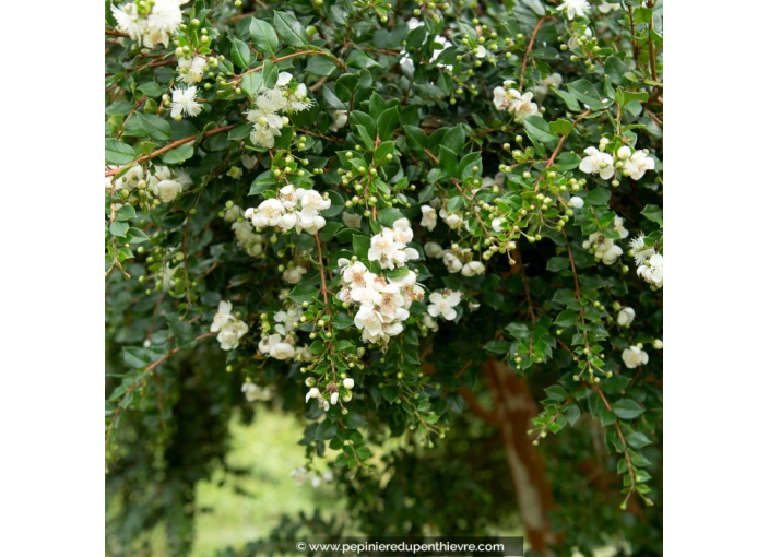 LUMA apiculata