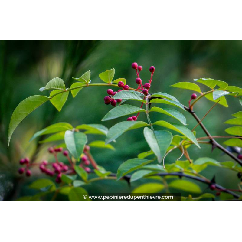 ZANTHOXYLUM americanum