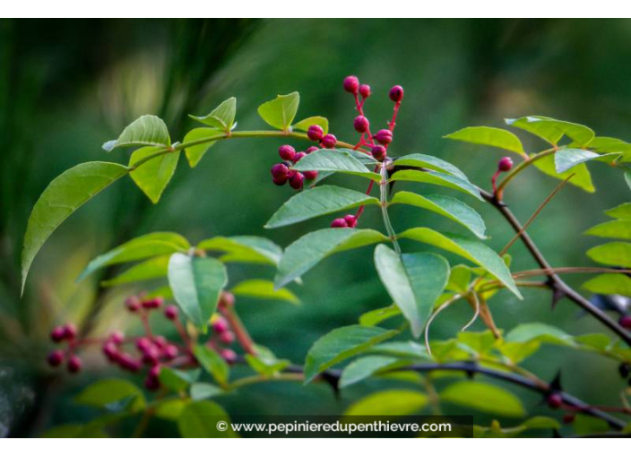 ZANTHOXYLUM americanum