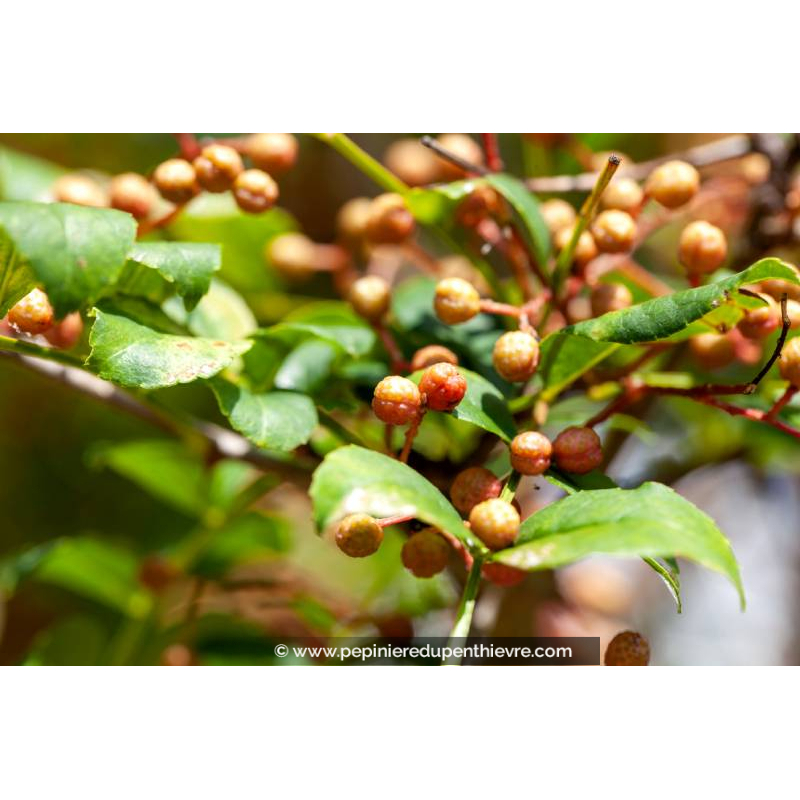 ZANTHOXYLUM bungeanum