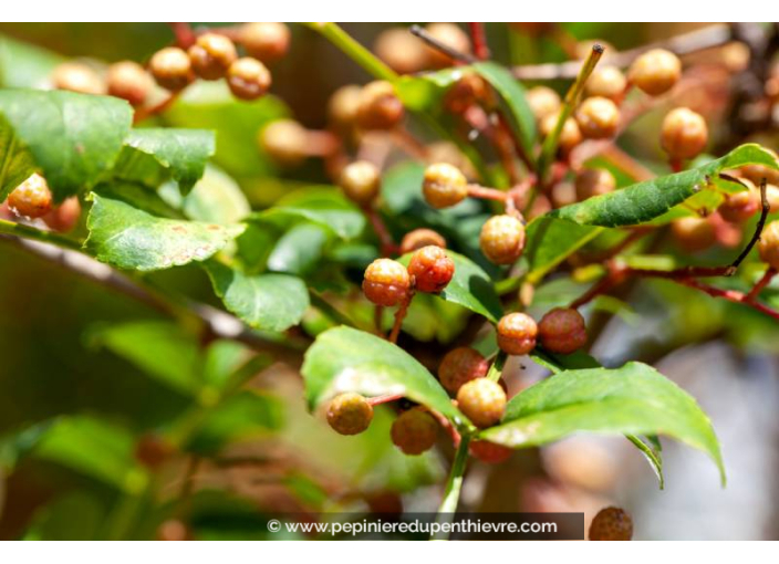 ZANTHOXYLUM bungeanum