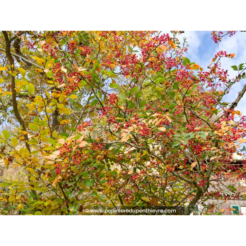 ZANTHOXYLUM simulans